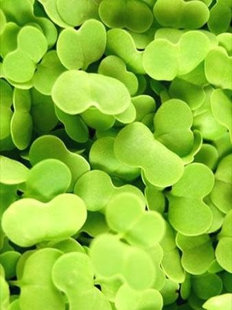 Tokyo Bekana Mustard Seeds: 4 Oz - Non-GMO Seeds for Vegetable & Herb Gardening, Growing Microgreens