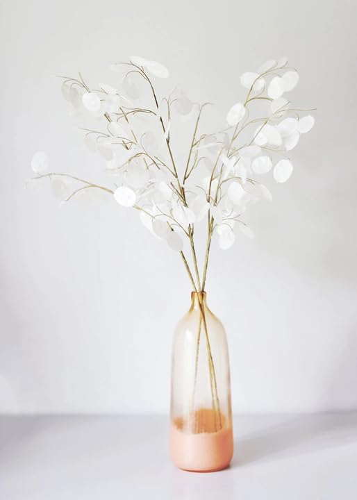 TomorrowSeeds - Money Plant (Lunaria) Seeds - 50+ Count - for 2026 Planting Non-GMO Heirloom Lunaria Honesty Silver Dollar Perennial Wildflower Garden Flower Dried Bouquet House Plant Live