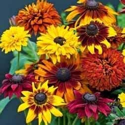 Non GMO Bulk Sunny - Sunflower Seed Mix 2,250 Seeds 10 Species of Wildflower Seeds Helianthus annuus (10 Lbs)