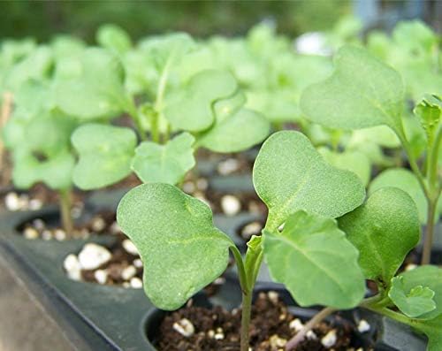 Food to Live - Broccoli Seeds for Sprouting, 1 Pound Vegan, Kosher, Sirtfood, Bulk. Rich in Sulforaphane, Vitamin C, Vitamin A. Great for Growing Sprouts, Microgreens. High Germination Rate