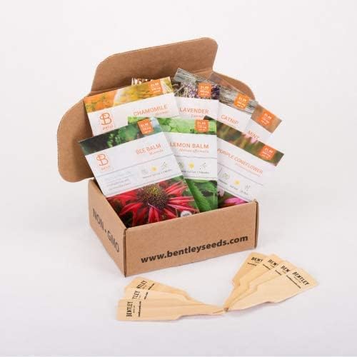 Bentley Seed Medicinal Herbs Starter Kit – Non-GMO Seeds for Indoor Planting - Heirloom Seed Packets - Individual Packets for Chamomile, Lavender, Catnip, Mint, Bee Balm, Lemon Balm, Purple Cone