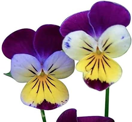 5,000 Johnny Jump up Seeds - Favorite Wildflower of Childhood