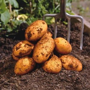 Simply Seed™ - Kennebec Potatoes - 5 LBS -No GMO - American Grown - Ready to Grow