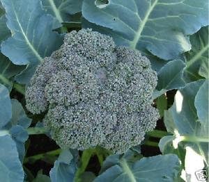 Broccoli Waltham 29 Great Heirloom Vegetable Microgreens Sprouting by Seed Kingdom BULK 10,000 Seeds