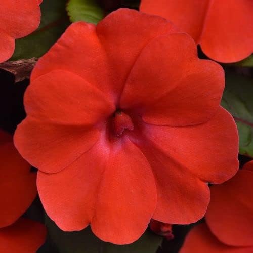 Park Seed Solarscape Orange Burst Interspecific Impatiens Seeds, Pack of 15 Seeds