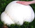 KIRA SEEDS - Giant Puffball Mushrooms Spores - Heirloom - GMO Free