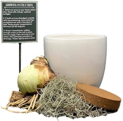 Easy to Grow Amaryllis 'Dancing Queen' Pre-Planted Bulb Indoor Gift Kit in a White Pot - Double Pink & White Flowering Blooms in 4 to 8 Weeks