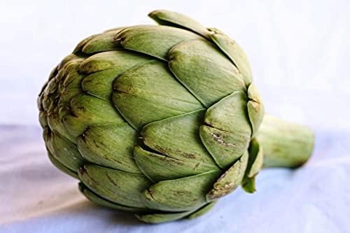 Seeds Green Globe Artichoke Non GMO Vegetable for Planting