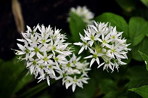 Wild Garlic Ramsons Bear Leek Wild Onion Seeds for Planting 100+ Non-GMO Seeds Herbs & Vegetable Garden