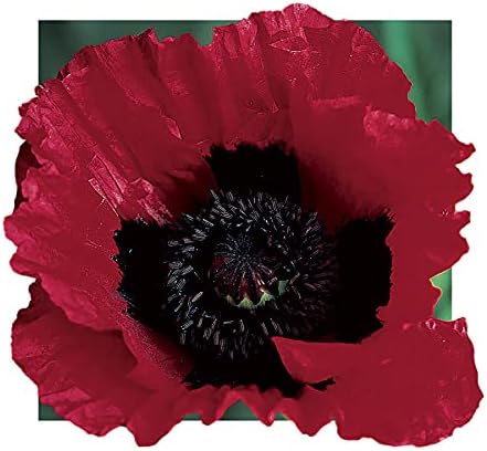 Park Seed Poppy Flower Plant Seeds, Easy to Grow, Perfect for Spring Garden, Great Scarlet, Pack of 500