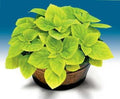 Park Seed Limelight Giant Exhibition Coleus Seeds, Heirloom Chartreuse Foliage for Shade Gardens and Containers, Compact and Vibrant Accent Plant, Pack of 20