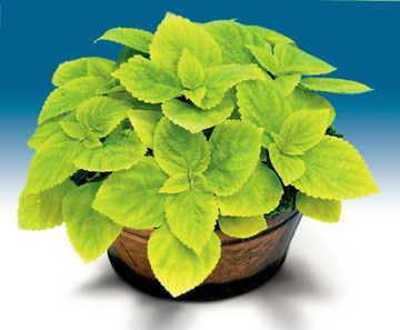Park Seed Limelight Giant Exhibition Coleus Seeds, Heirloom Chartreuse Foliage for Shade Gardens and Containers, Compact and Vibrant Accent Plant, Pack of 20