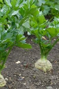 Celeriac Giant Prague Great Heirloom Vegetable 200 Seeds
