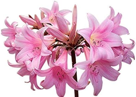 Amaryllis Belladonna - Naked Ladies - 1 Pink Bulb - Stunning Pink Blooms for Outdoor Gardens - Easy-to-Grow Perennial Flowering Plant