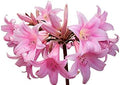 Amaryllis Belladonna - Naked Ladies - 1 Pink Bulb - Stunning Pink Blooms for Outdoor Gardens - Easy-to-Grow Perennial Flowering Plant