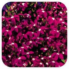50+ Trailing Rose Colored Lobelia Regatta Perennial Flower Seeds/Great for Hanging Baskets