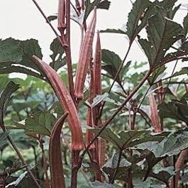 Okra RED Burgundy Great Heirloom Vegetable by Seed Kingdom 150 Seeds