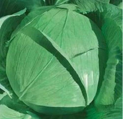 Seeds Vegetable Cabbage Winter Green - 100 Seeds