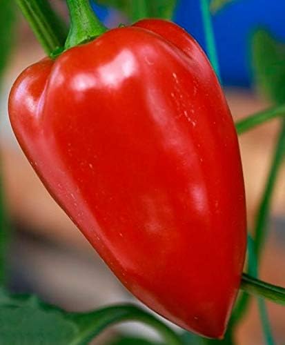 NIKA SEEDS - Seeds Vegetable Sweet Bell Pepper Victoria Mix (Red-Yellow) for Planting Non GMO - 30 Seeds