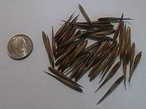 Giant Bamboo Seeds for Planting 100+ Seeds Grow Giant Bamboo Privacy Screen Good for Environment