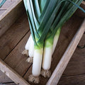 200 Jaune DU Poitou Certified Organic Leek Seeds ; French Heirloom; Historic Variety