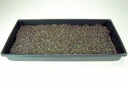 Purple Basil (Dark Opal) Microgreens Seeds - Non-GMO Bulk Seed for Growing Micro Herbs, Indoor Gardening, Herb Garden, Micro Greens (4 Oz)