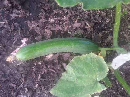Cucumber Long Self-pollinated Zozula F1 Seeds Pickling Early Indoor Vegetable for Planting Giant Non GMO 10 Seeds