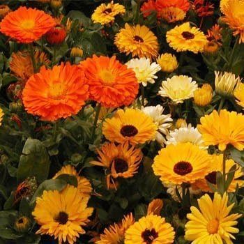 Outsidepride Mix Calendula Seeds - 1/4 lb. Annual Edible Flower Seeds for Planting for Dishes & Wellness Uses, with Vibrant Blooms for Cut Flower, Container, & Pollinator Gardens