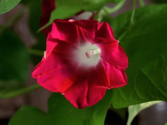 Park Seed Morning Glory Vine Flower Plant Seeds, Easy to Grow, Perfect for Spring Garden, Scarlet O'Hara, Pack of 25