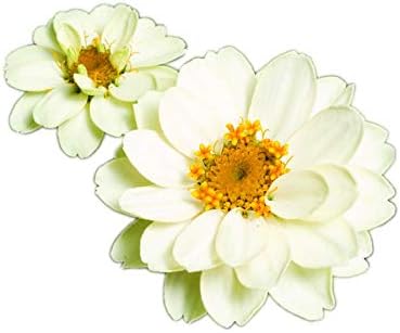 Park Seed Zinnia Seeds, Planting Flowers, Easy to Grow, Non-GMO, Perfect for Spring Garden, Profusion White, Pack of 25