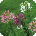 Cleome Queens Mixed Also Known As “Spider Flower” Nice Garden Flower Seeds (50 Seeds)