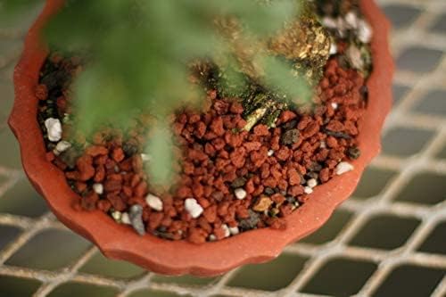 Tinyroots Red Lava Rock for Plants, 2.25 Quarts, Sifted Bonsai and Cactus Soil Additive, Maintains Proper Moisture, Used for Top Dressing, Volcanic Rock, No Dyes or Chemicals