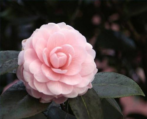 100 Mixed Colors Double Camellia Impatiens (Balsam/Lady Slipper/Touch Me Not) Impatiens Balsamina Flower Seeds