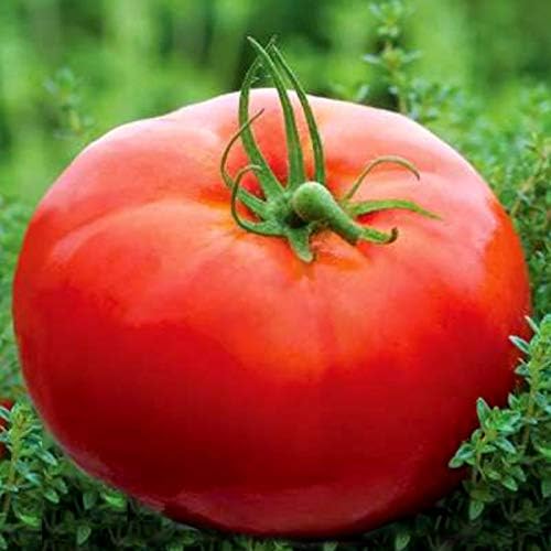 Seeds Vegetable Red Mikado Tomato - 50 Seeds