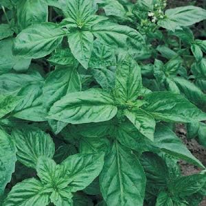 Genovese Basil Microgreens Seeds - 4 oz ~ 64,000 Seeds - Non-GMO Bulk Seed for Growing Micro Herbs, Indoor Gardening, Herb Garden, Micro Greens