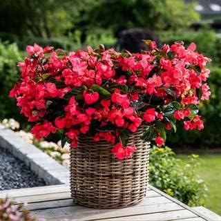 Park Seed Viking Explorer Rose On Green Begonia Seeds, A Breakthrough with A Unique Trailing Habit, Pack of 10 Seeds