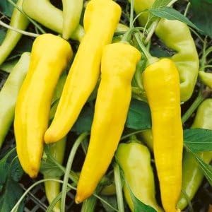 Todd's Seeds Sweet Banana Pepper Heirloom Seed - 1g Packet