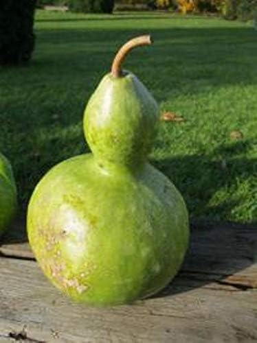 Seeds Calabash Bottle Gourd Mix Lagenaria Heirloom Vegetable for Planting Non GMO