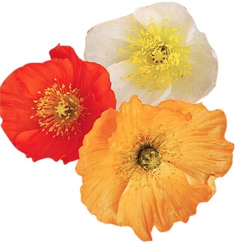 Iceland Poppies Seeds: Pink and Red Pastel Poppy Seeds with Crinkled Petals - Non GMO and Neonicotinoid Seed…