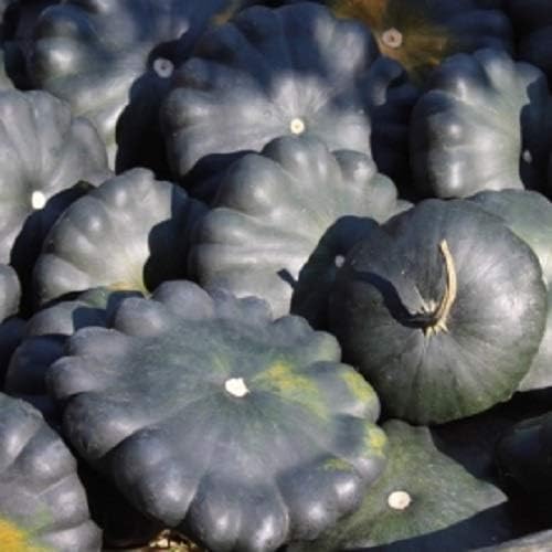 NIKA SEEDS - Seeds Vegetable Black Patty Pan Squash Scallop Zucchini - 5 Seeds
