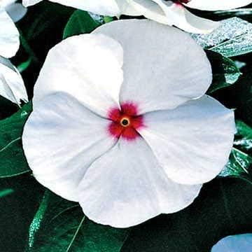 Park Seed Vinca Flower Plant Seeds, Easy to Grow, Perfect for Spring Garden, Pacifica Polka Dot Hybrid, Pack of 50