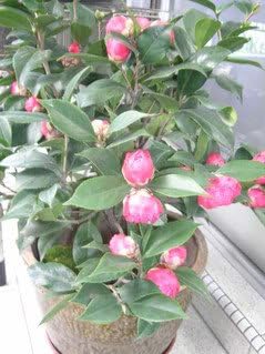 100 Mixed Colors Double Camellia Impatiens (Balsam/Lady Slipper/Touch Me Not) Impatiens Balsamina Flower Seeds