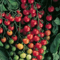 Park Seed Variety of Tomato Seeds, Planting Vegetables, Easy to Grow, Non-GMO, Perfect for Harvesting, Supersweet 100 Hybrid, Pack of 250