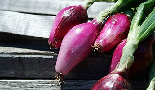 NIKA SEEDS - Seeds Vegetable Welsh Onion Red - 300 Seeds