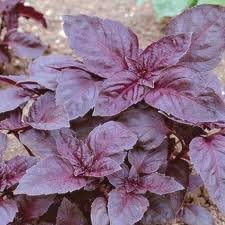 Basil Dark Opal Great Herb by Seed Kingdom (1 OZ Seeds)