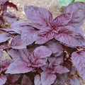 Basil Dark Opal Great Herb by Seed Kingdom (200 Seeds)