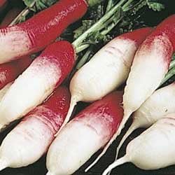 Radish French Breakfast Great Heirloom Vegetable by Seed Kingdom (2,000 Seeds)