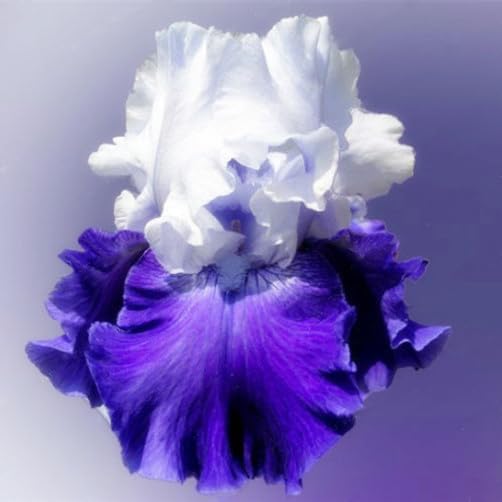 35pcs Mixed Color Rare Heirloom Iris Seeds - Stunning Colors for Your Garden - Uncommon Varieties