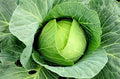100+ Cabbage- Copenhagen Market Seeds, Heirloom, Non GMO Seed Tasty Healthy Veggie