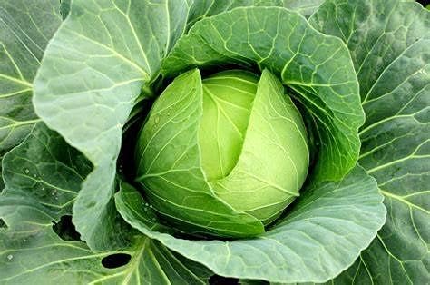 100+ Cabbage- Copenhagen Market Seeds, Heirloom, Non GMO Seed Tasty Healthy Veggie